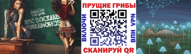 Псилоцибиновые грибы Cubensis  Купить закладки  Приволжск 